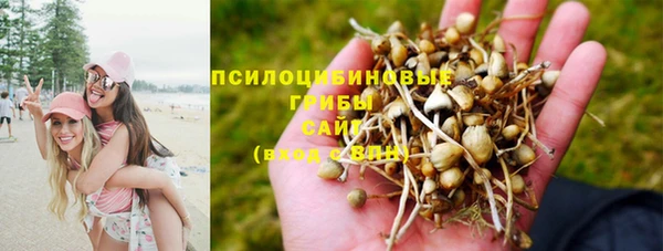 PSILOCYBIN Алзамай